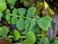 Tropfen auf fleischigen Blättern